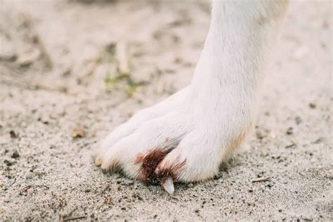 köpeklerde ayak kırılması tedavisi